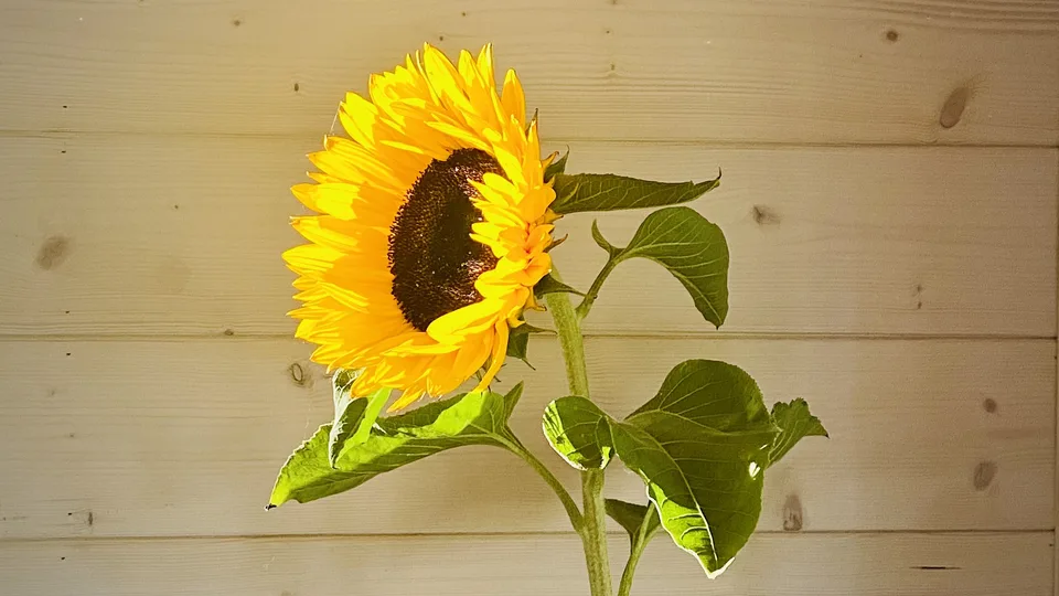 GreenCube tehtud töö