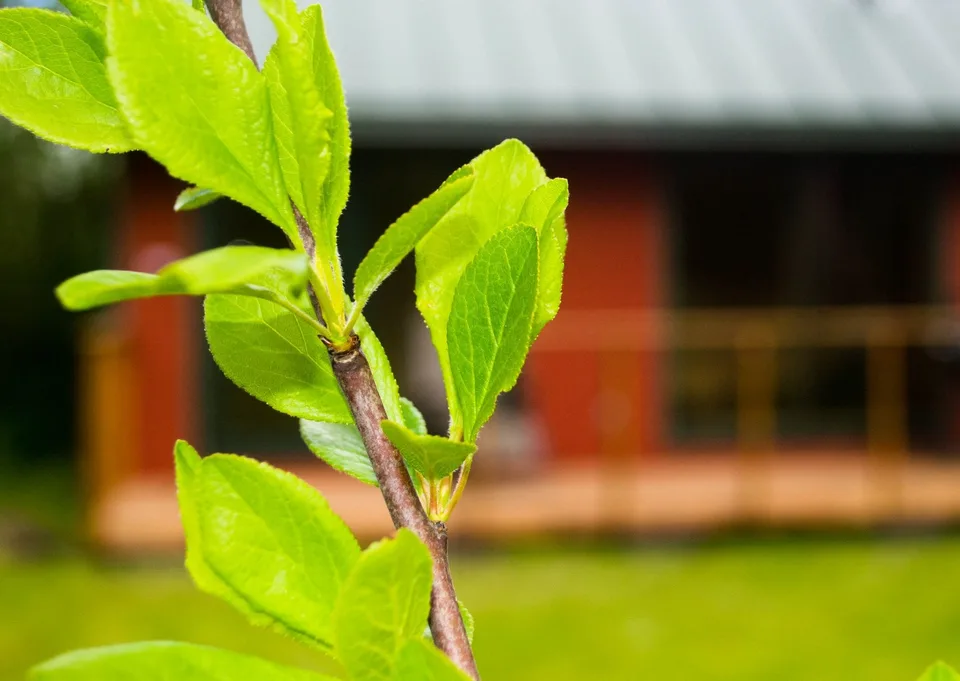 GreenCube tehtud töö